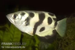 Schützenfisch, Toxotes Chatareus