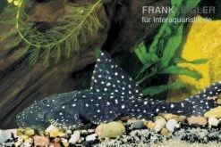 Elfenwels, Acanthicus Adonis -Aquariumladen = das Beste. 81940 Elfenwels Acanthicus adonis
