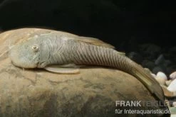 Gebirgsharnischwels, Chaetostoma Thomasi L146, L444