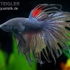 Crown Tail Kampffisch Schwarz, Männchen, Betta Splendens -Aquariumladen = das Beste. 81954 Crown Tail Kampffisch schwarz Betta splendens