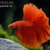 Halfmoon Kampffisch Rot, Männchen, Betta Splendens -Aquariumladen = das Beste. 81955 Halfmoon Kampffisch rot Maennchen Betta splendens