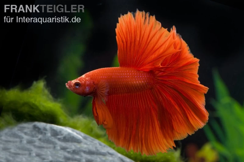 Halfmoon Kampffisch Rot, Männchen, Betta Splendens 3 Halfmoon Kampffisch Rot, Männchen, Betta Splendens