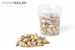 Hausmarke Sea-Snails, Getr. Seewasserschnecken, 250 Ml
