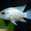 Aequidens Pulcher Spec. Neonblue 2 Aequidens Pulcher Spec. Neonblue -Aquariumladen = das Beste. 82647 Aequidens pulcher spec neonblue
