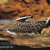Kuckucks-Fiederbartwels, Synodontis Petricola -Aquariumladen = das Beste. 82728 Synodontis petricola