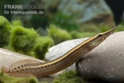 Stachelaal, Macrognathus Lineatomaculatus