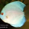 Diskusfisch ASIA-NZ, Symphysodon Discus Blue Diamond 2 Diskusfisch ASIA-NZ, Symphysodon Discus Blue Diamond -Aquariumladen = das Beste. 82879 Diskusfisch Symphysodon discus Blue Diamond