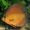 Diskusfisch ASIA-NZ, Symphysodon Discus Brown (Classic Brown, Red) 1 Diskusfisch ASIA-NZ, Symphysodon Discus Brown (Classic Brown, Red) -Aquariumladen = das Beste. 82881 Diskusfisch Symphysodon discus Classic Brown