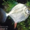 Haken-Scheibensalmler, Myleus Rubripinnis -Aquariumladen = das Beste. 82896 Haken Scheibensalmler Myleus rubripinnis