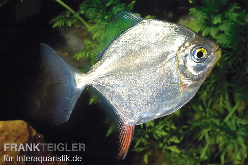 Haken-Scheibensalmler, Myleus Rubripinnis 3 Haken-Scheibensalmler, Myleus Rubripinnis