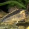 Rostpanzerwels, Corydoras Rabauti -Aquariumladen = das Beste. 83247 rostpanzerwels Corydoras rabauti
