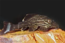 Xingu Pleco, L027, Panaque Cf. Armbrusteri "Xingu"