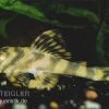Gestreifter Zwergschilderwels, L15, Peckoltia Vittata, 8-10 Cm -Aquariumladen = das Beste. 83326 L 15 Peckoltia vittata zwergschilderwels