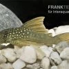 Gelber Phantomwels, L200a, Ancistrus Sp., 12-15 Cm -Aquariumladen = das Beste. 83328 Gelber Phantomwels L200a Ancistrus sp