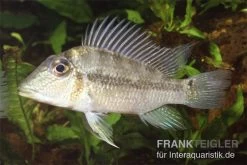 Einpunktdämon, Satanoperca Lilith