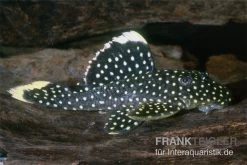 Gelbsaum-Prachtharnischwels, L81, Baryancistrus Spec., 4-8 Cm -Aquariumladen = das Beste. 83333 Gelbsaum Prachtharnischwels L81 Baryancistrus spe