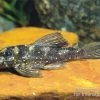 Stern-Pleco, L005, Peckoltia Angelicus 1 Stern-Pleco, L005, Peckoltia Angelicus -Aquariumladen = das Beste. 83339 L 005 Peckoltia angelicus stern pleco