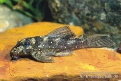 Stern-Pleco, L005, Peckoltia Angelicus