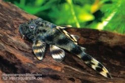 Ucayali-Zwergschilderwels, L205, Peckoltia Sp. -Aquariumladen = das Beste. 83341 Ucayali Zwergschilderwels L205 Peckoltia sp