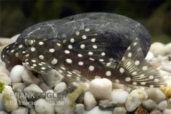 Schneeball-Prachtharnischwels, L142 (LDA 33), Baryancistrus Spec. Snowflake