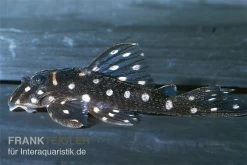 Orinoco-Engelsharnischwels, L201, Hypancistrus Sp. -Aquariumladen = das Beste. 83350 Orinoco Engelsharnischwels L201 Hypancistrus