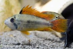 Kakaduzwergbuntbarsch Doppelrot, Apistogramma Cacatuoides, Paarweise -Aquariumladen = das Beste. 8897 Kakaduzwergbuntbarsch doppelrot Apistogramma cac