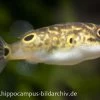 Augenfleck-Kugelfisch, Tetraodon Biocellatus, 2-3 Cm