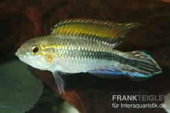 Agassiz-Zwergbuntbarsch, Apistogramma Agassizii, Wildform, Paarweise 9 Agassiz-Zwergbuntbarsch, Apistogramma Agassizii, Wildform, Paarweise -Aquariumladen = das Beste. Agassiz Zwergbuntbarsch Apistogramma agassizii