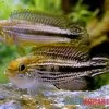 Agassiz-Zwergbuntbarsch, Apistogramma Agassizii TEFE (paarweise) -Aquariumladen = das Beste. Agassiz Zwergbuntbarsch Apistogramma agassizii TEFE 1