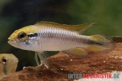 Agassiz-Zwergbuntbarsch, Apistogramma Agassizii, Wildform, Paarweise 8 Agassiz-Zwergbuntbarsch, Apistogramma Agassizii, Wildform, Paarweise -Aquariumladen = das Beste. Agassiz Zwergbuntbarsch Apistogramma agassizii paarweise wild 2