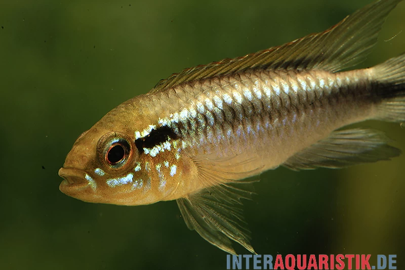 Agassiz-Zwergbuntbarsch, Apistogramma Agassizii, Wildform, Paarweise 4 Agassiz-Zwergbuntbarsch, Apistogramma Agassizii, Wildform, Paarweise – Bild 2