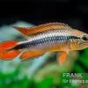 Agassizii-Zwergbuntbarsch Gold-rot, Apistogramma Agassizii Gold-rot, Paarweise -Aquariumladen = das Beste. Agassizii Zwergbuntbarsch gold rot Apistogramma agassizii gold rot paarweise 1
