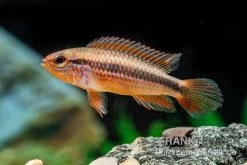Agassizii-Zwergbuntbarsch Gold-rot, Apistogramma Agassizii Gold-rot, Paarweise 7 Agassizii-Zwergbuntbarsch Gold-rot, Apistogramma Agassizii Gold-rot, Paarweise -Aquariumladen = das Beste. Agassizii Zwergbuntbarsch gold rot Apistogramma agassizii gold rot paarweise 3