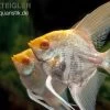 Albino-Goldmarmor-Skalar, Pterophyllum Scalare -Aquariumladen = das Beste. Albino Goldmarmor Skalar Pterophyllum scalare 1