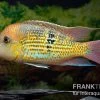 Alto-Sinu-Erdfresser, Geophagus Sp. Alto Sinu
