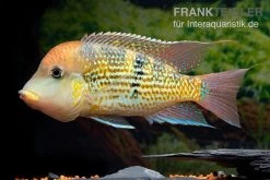 Alto-Sinu-Erdfresser, Geophagus Sp. Alto Sinu -Aquariumladen = das Beste. Alto Sinu Erdfresser Geophagus sp Alto Sinu 03
