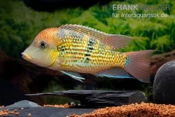 Alto-Sinu-Erdfresser, Geophagus Sp. Alto Sinu -Aquariumladen = das Beste. Alto Sinu Erdfresser Geophagus sp Alto Sinu 05