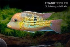 Alto-Sinu-Erdfresser, Geophagus Sp. Alto Sinu -Aquariumladen = das Beste. Alto Sinu Erdfresser Geophagus sp Alto Sinu 06