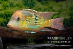 Alto-Sinu-Erdfresser, Geophagus Sp. Alto Sinu -Aquariumladen = das Beste. Alto Sinu Erdfresser Geophagus sp Alto Sinu 08