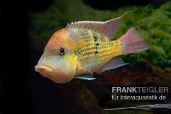 Alto-Sinu-Erdfresser, Geophagus Sp. Alto Sinu -Aquariumladen = das Beste. Alto Sinu Erdfresser Geophagus sp Alto Sinu 09