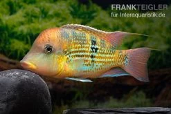 Alto-Sinu-Erdfresser, Geophagus Sp. Alto Sinu -Aquariumladen = das Beste. Alto Sinu Erdfresser Geophagus sp Alto Sinu 10