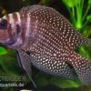 Schwarzer Perl-Nanderbuntbarsch, Altolamprologus Calvus Black Pearl F1 2 Schwarzer Perl-Nanderbuntbarsch, Altolamprologus Calvus Black Pearl F1 -Aquariumladen = das Beste. Altolamprologus calvus Black pearl