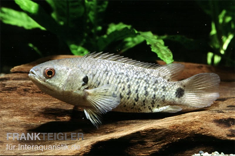 Kletterfisch, Anabas Testudineus 3 Kletterfisch, Anabas Testudineus