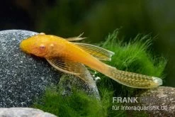 Goldener Schleier-Antennenwels, Ancistrus Sp. Long Fin "Gold-Schleier" -Aquariumladen = das Beste. Ancistrus spec Gold Schleier