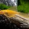 Goldener Schleier-Antennenwels, Ancistrus Sp. Long Fin "Gold-Schleier" -Aquariumladen = das Beste. Ancistrus spec Gold Schleier 6