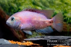 Angostura-Buntbarsch, Paratheraps Breidohri