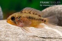 Apistogramma Rio Marmore, Apistogramma Erythrura, 1 Paar -Aquariumladen = das Beste. Apistogramma Rio Marmore Apistogramma erythrura 3