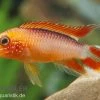 Zwergbuntbarsch, Apistogramma Agassizii Fire Red, Paarweise -Aquariumladen = das Beste. Apistogramma agassizii Superred