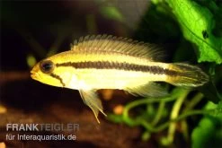 Agassiz-Zwergbuntbarsch, Apistogramma Agassizii TEFE (paarweise) -Aquariumladen = das Beste. Apistogramma agassizii TEFE agassiz buntbarsch