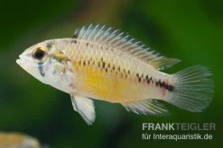 Opal-Apistogramma, Apistogramma Borelli "Opal", Paarweise -Aquariumladen = das Beste. Apistogramma borelli Opal Weibchen